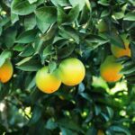 Discover five powerful reasons to choose seasonal organic produce