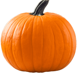 Butternut Squash