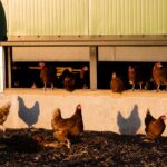 Discover five powerful reasons to choose seasonal organic produce—from richer flavor
