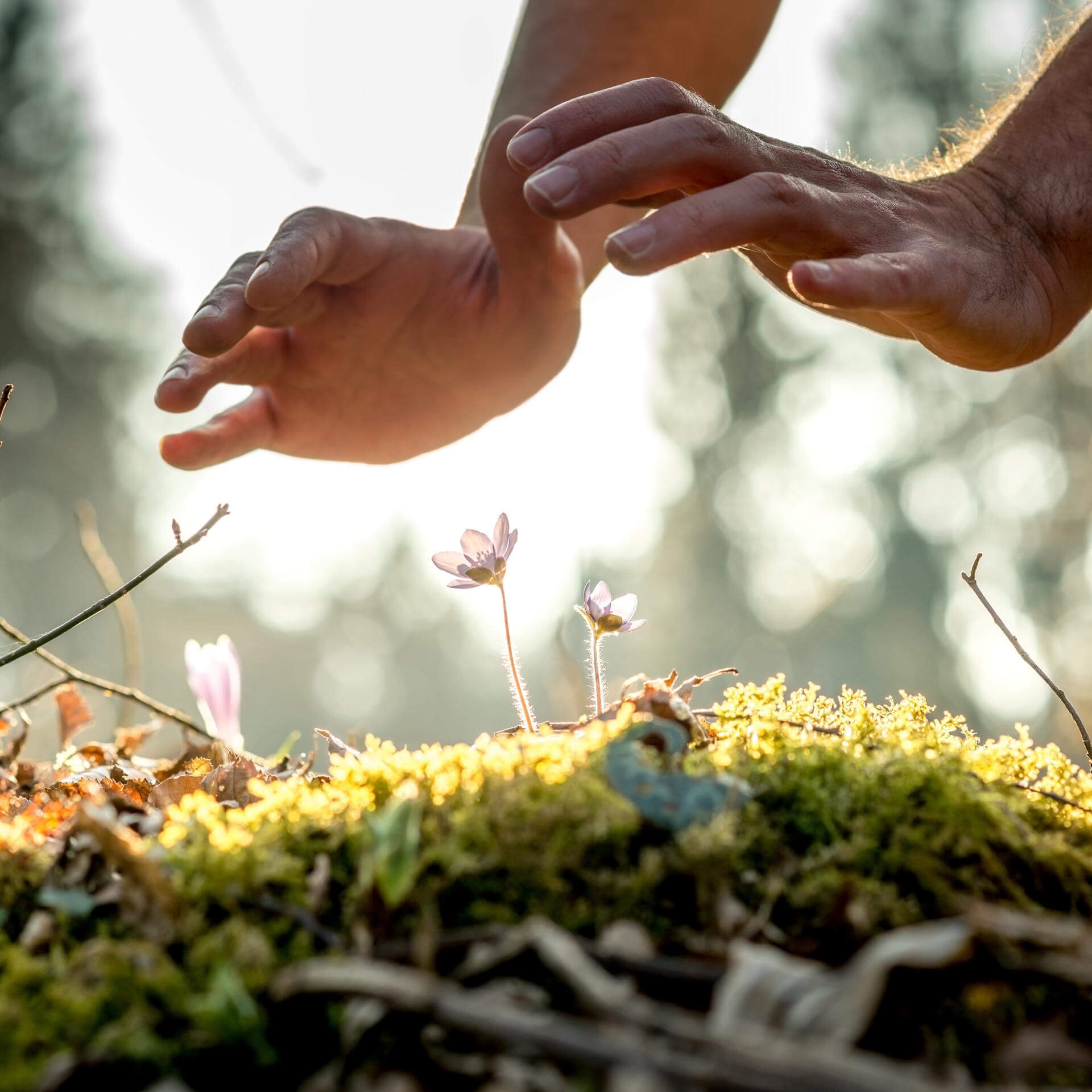 The Future of Forest Stewardship