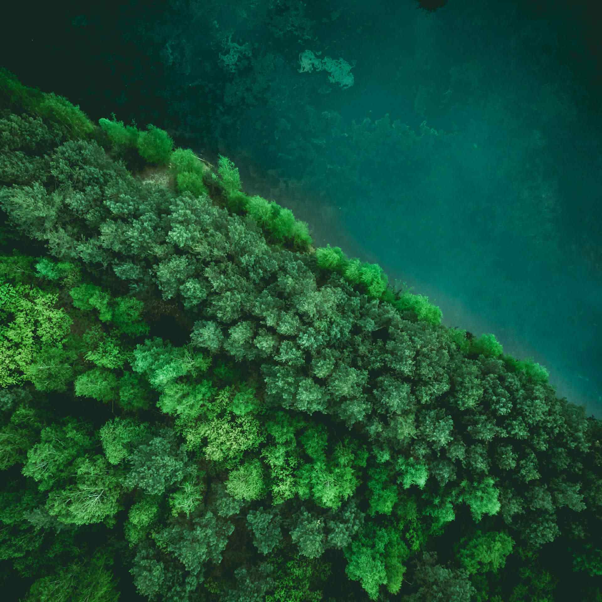 The Future of Forest Stewardship