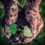 The Future of Forest Stewardship