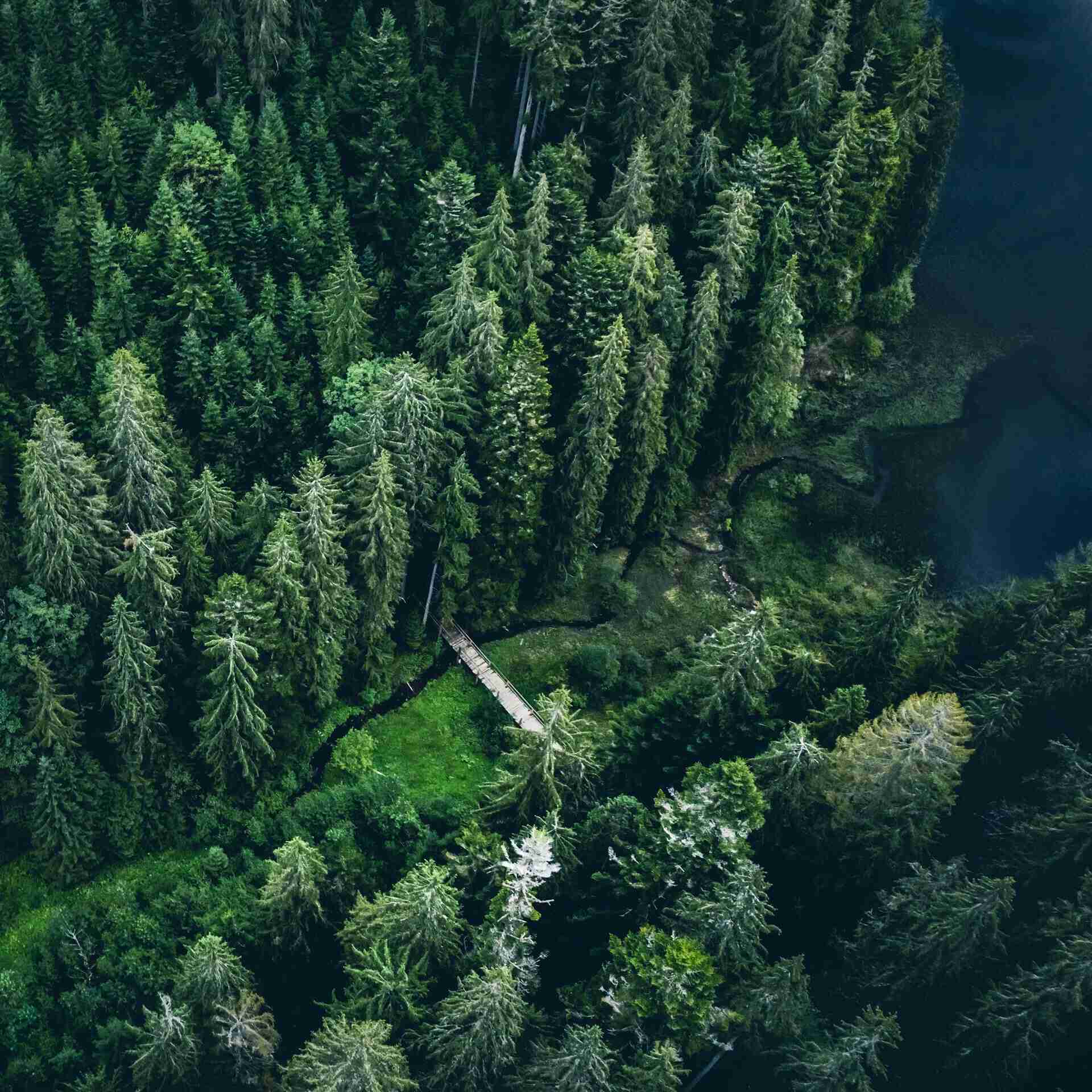 The Future of Forest Stewardship
