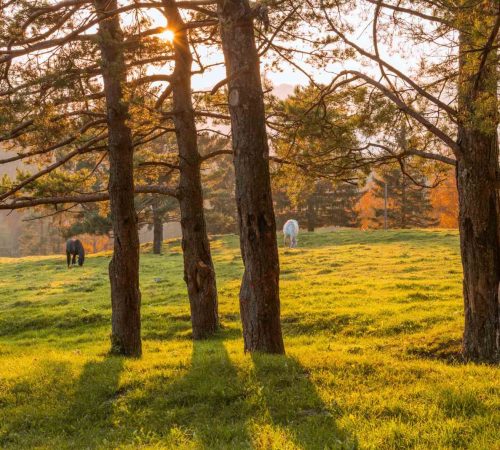 horses-on-the-meadow-at-sunset-2025-01-15-13-04-48-utc_11zon